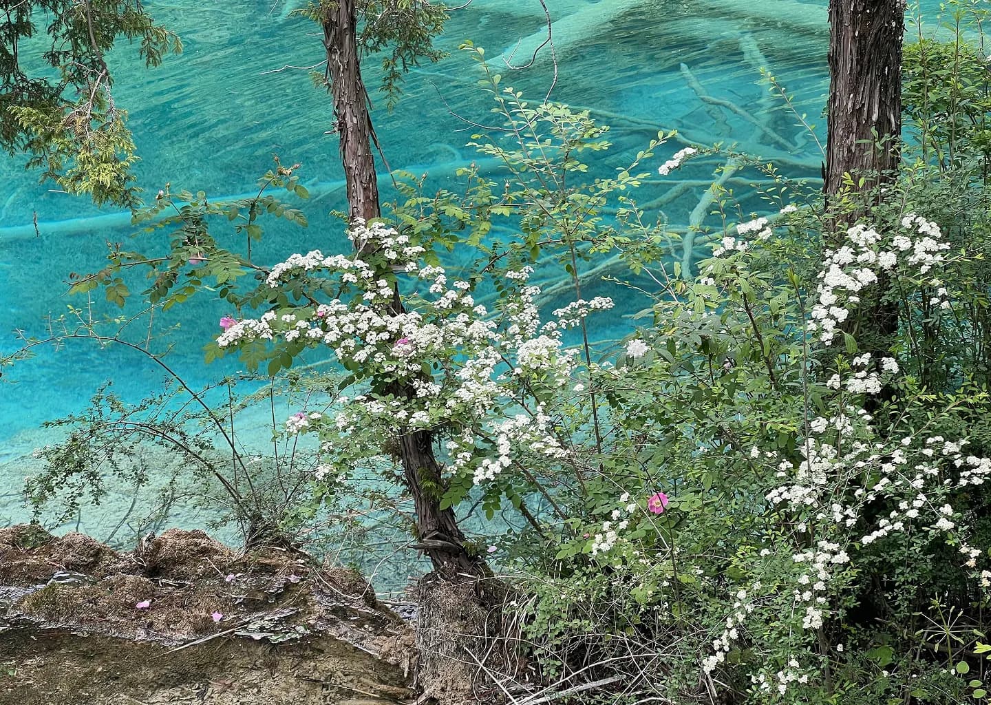 Wildflowers along a turquoise lake